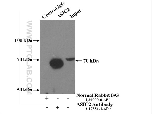 [17851-1-AP-150UL] ASIC2 Polyclonal antibody