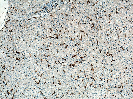 [17858-1-AP-150UL] MSR1 Polyclonal antibody