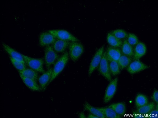 [17870-1-AP-20UL] STS Polyclonal antibody