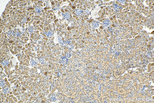 [17875-1-AP-20UL] RANBP3L Polyclonal antibody