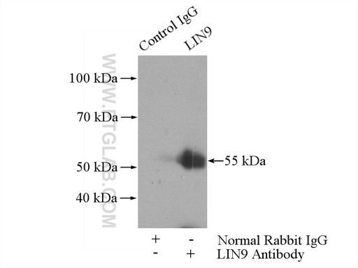 [17882-1-AP-150UL] LIN9 Polyclonal antibody