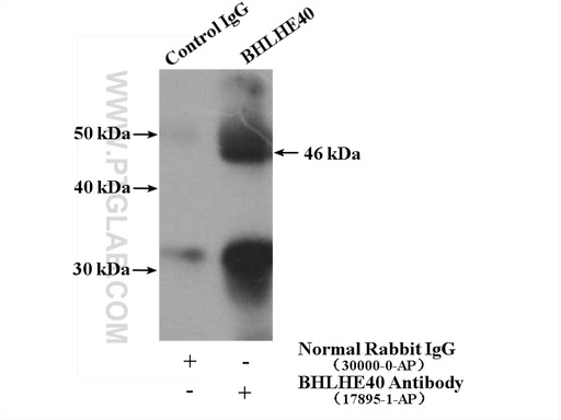 [17895-1-AP-20UL] BHLHE40 Polyclonal antibody