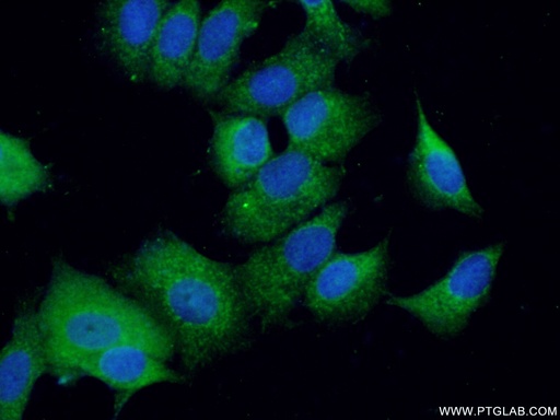 [17899-1-AP-20UL] ADAMDEC1 Polyclonal antibody