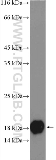 [17900-1-AP-20UL] LCN1 Polyclonal antibody