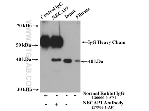 [17906-1-AP-150UL] NECAP1 Polyclonal antibody