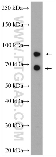 [17907-1-AP-20UL] AP1G2 Polyclonal antibody