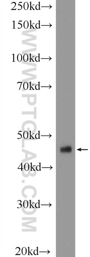 [17921-1-AP-150UL] ING1 Polyclonal antibody