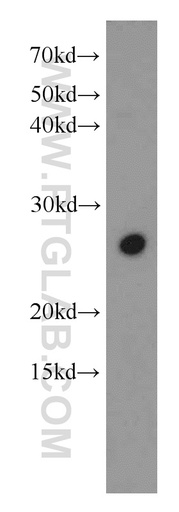[17926-1-AP-20UL] SFRS9 Polyclonal antibody