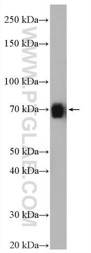 [17929-1-AP-150UL] KCNN1 Polyclonal antibody