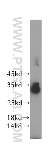 [17932-1-AP-150UL] SPRY3 Polyclonal antibody
