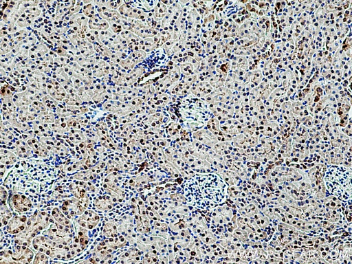 [17947-1-AP-150UL] RGN/SMP30 Polyclonal antibody