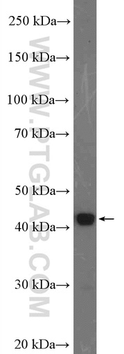 [17956-1-AP-150UL] FUT1 Polyclonal antibody