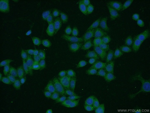 [17968-1-AP-20UL] uPA/Urokinase Polyclonal antibody