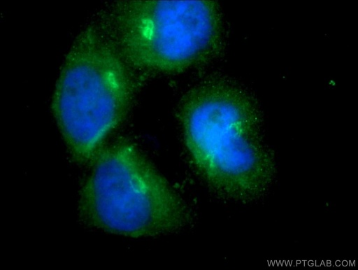 [17971-1-AP-20UL] RASIP1 Polyclonal antibody