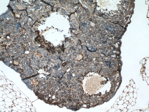 [17990-1-AP-150UL] AANAT Polyclonal antibody