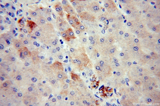 [17996-1-AP-20UL] APOA4 Polyclonal antibody