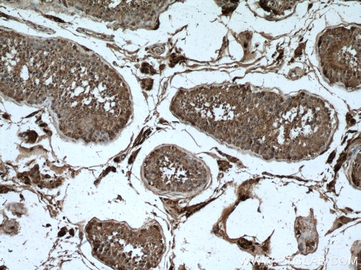 [17997-1-AP-150UL] INSL3 Polyclonal antibody