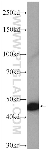 [18013-1-AP-20UL] IFN Alpha Polyclonal antibody