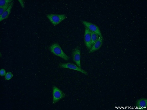 [18017-1-AP-150UL] BOLA1 Polyclonal antibody