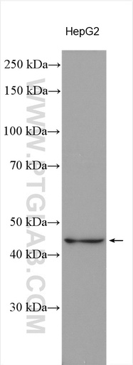 [18019-1-AP-150UL] APOA5 Polyclonal antibody