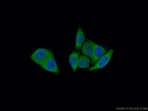 [18057-1-AP-20UL] DEFA1 Polyclonal antibody