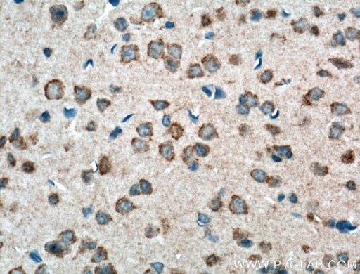 [18075-1-AP-20UL] PCDHA9 Polyclonal antibody