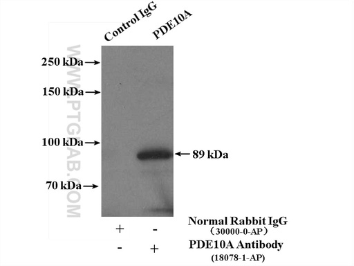 [18078-1-AP-150UL] PDE10A Polyclonal antibody