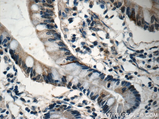 [18080-1-AP-150UL] DNAH6 Polyclonal antibody