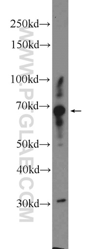 [18097-1-AP-150UL] CPNE5 Polyclonal antibody