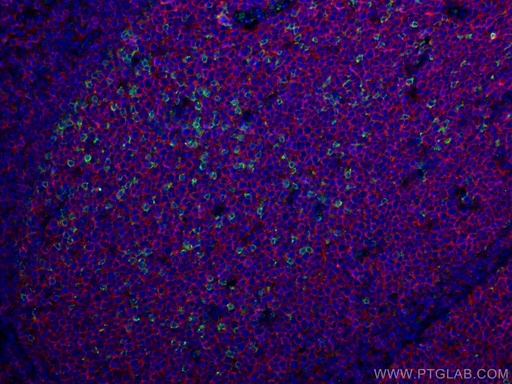 [18106-1-AP-20UL] PD-1/CD279 Polyclonal antibody