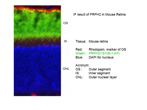 [18109-1-AP-150UL] PRPH2 Polyclonal antibody