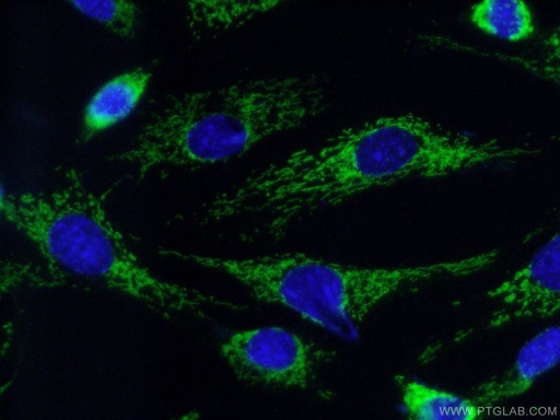 [18122-1-AP-20UL] COX7A2 Polyclonal antibody