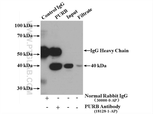 [18128-1-AP-150UL] PURB Polyclonal antibody