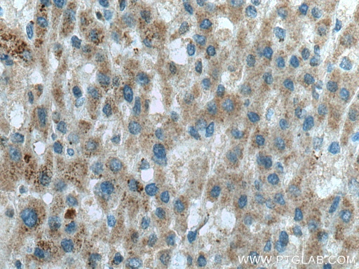 [18132-1-AP-20UL] OTOR Polyclonal antibody