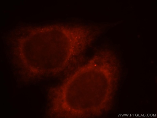 [18136-1-AP-20UL] RAB11FIP2 Polyclonal antibody