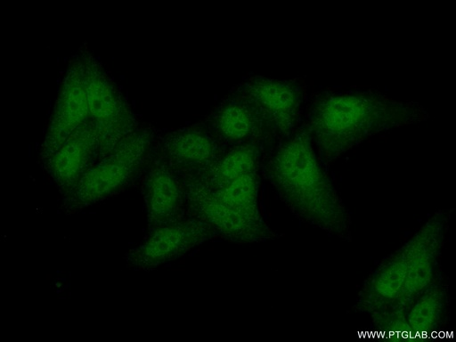 [20660-1-AP-20UL] UBF1 Polyclonal antibody
