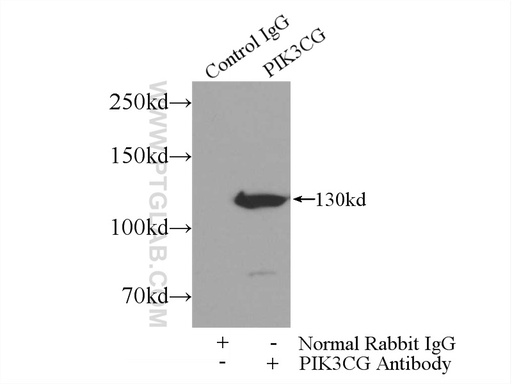 [20662-1-AP-150UL] PI3 Kinase p110 Gamma Polyclonal antibody