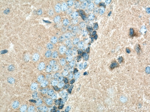 [20665-1-AP-20UL] PSD95-Specific,DLG4 Polyclonal antibody