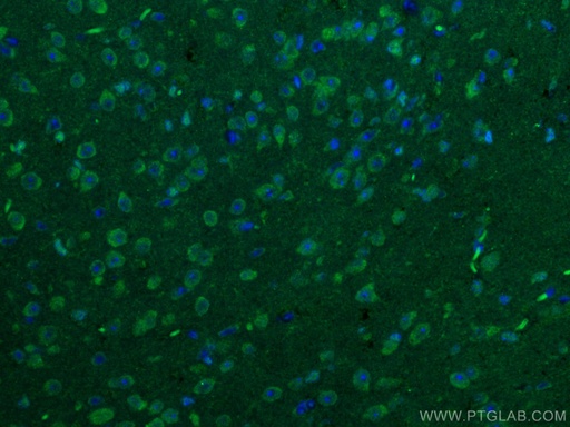 [20666-1-AP-20UL] CaMKII alpha-Specific Polyclonal antibody