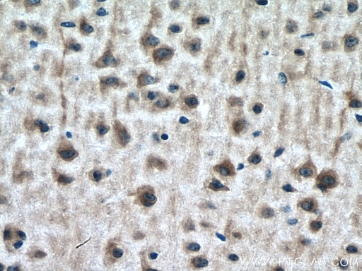 [20683-1-AP-20UL] DOCK3; MOCA Polyclonal antibody