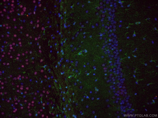 [20689-1-AP-150UL] RELN Polyclonal antibody
