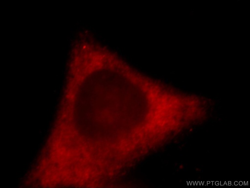 [20710-1-AP-150UL] ACSL3 Polyclonal antibody