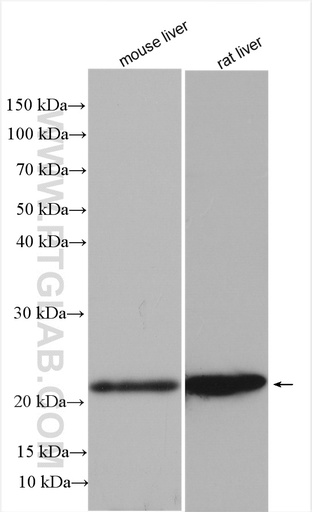 [20711-1-AP-20UL] FGF8 Polyclonal antibody