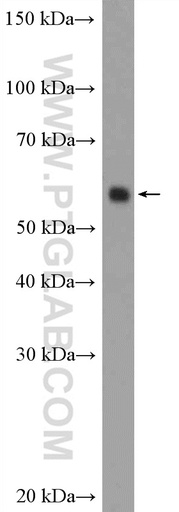 [20739-1-AP-20UL] ARX Polyclonal antibody