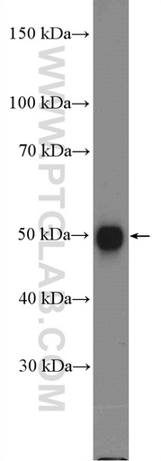 [20744-1-AP-150UL] SOX1 Polyclonal antibody