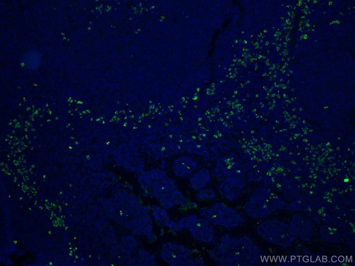 [20758-1-AP-20UL] IgG Lambda Light Chain Polyclonal antibody