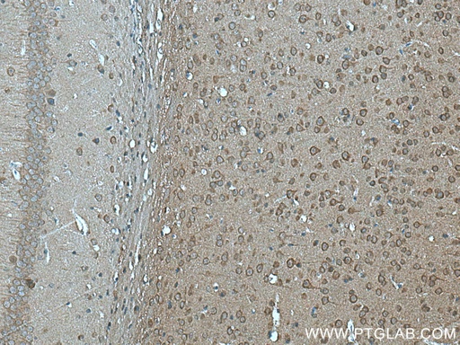 [20760-1-AP-150UL] FAM57B Polyclonal antibody