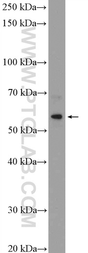 [20779-1-AP-150UL] C8orf41 Polyclonal antibody