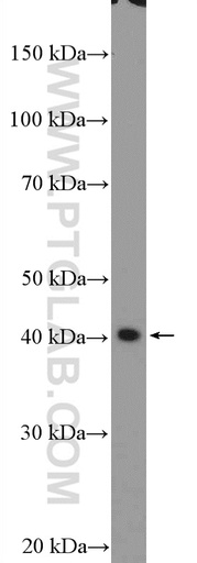 [20781-1-AP-150UL] PDCD2L Polyclonal antibody