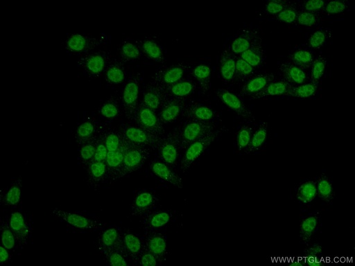 [20786-1-AP-20UL] WDR55 Polyclonal antibody